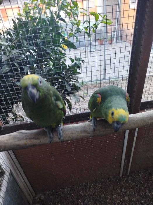 Amazona ochrocephalas - aestivas - amazónicos  - 2026