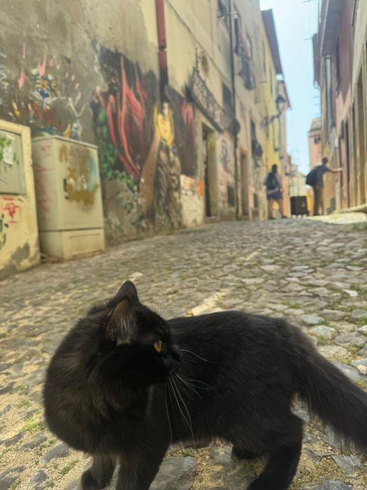 Adoção Gato Fêmea