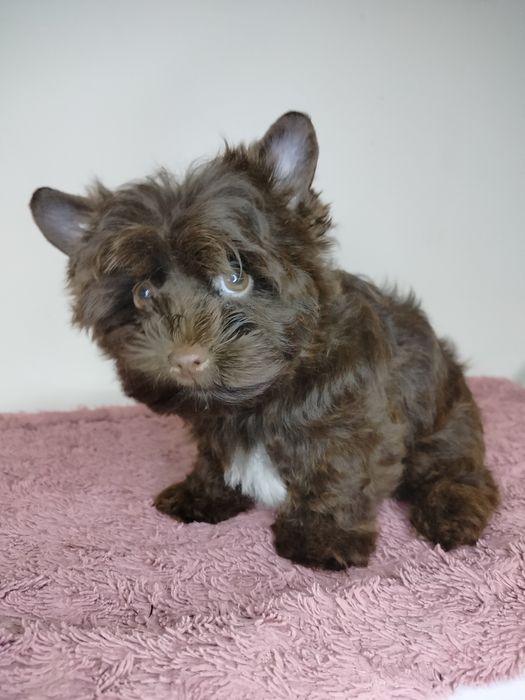 Yorkshire Terrier, choco, piesek