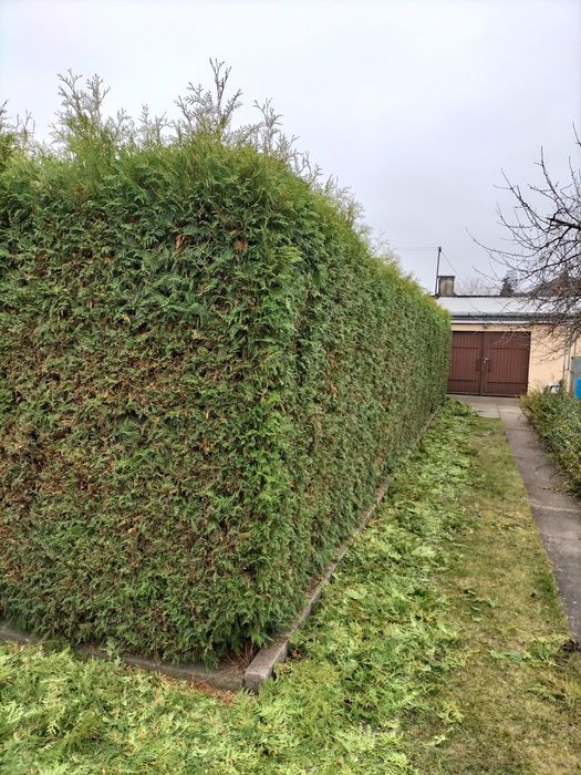 Wycinka drzew pielęgnacja