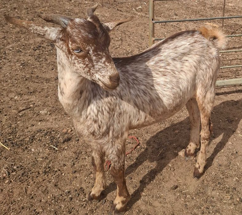 Cabrito  Florido