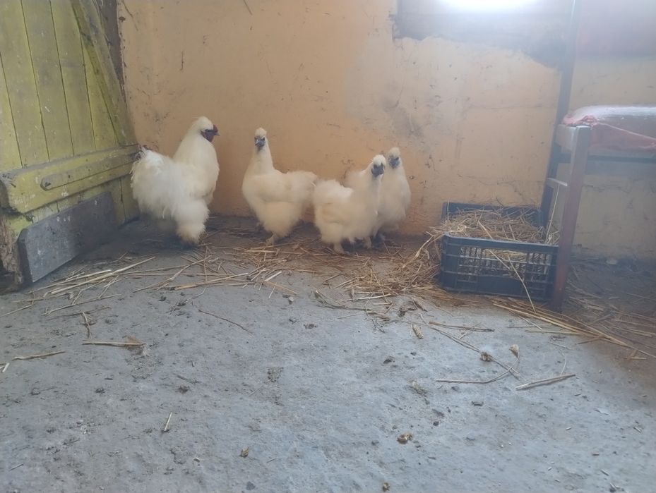 Jaja lęgowe Silek kur (jedwabistych)