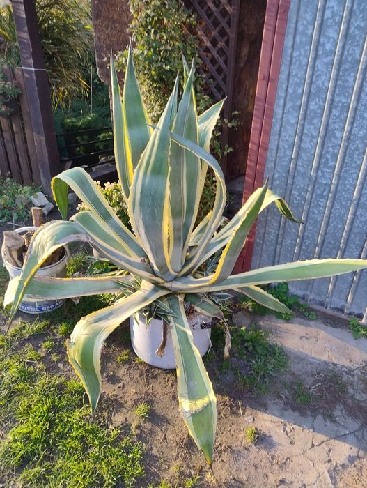 Agawa olbrzym w paski sprzedam