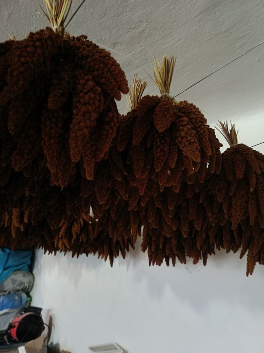 Proso senegalskie 10 kg
