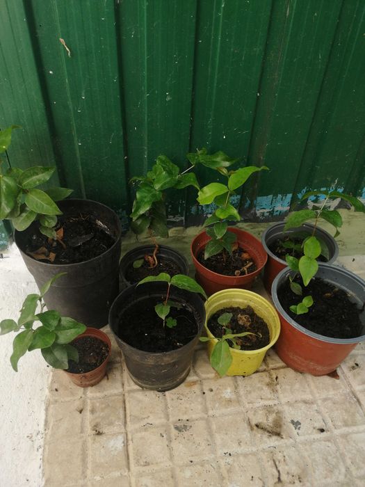 Pitangueiras vermelhas