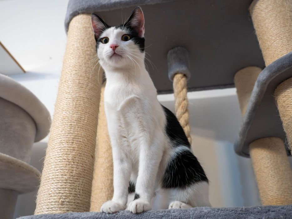 Urocze i wykastrowane kocurki szukają domu