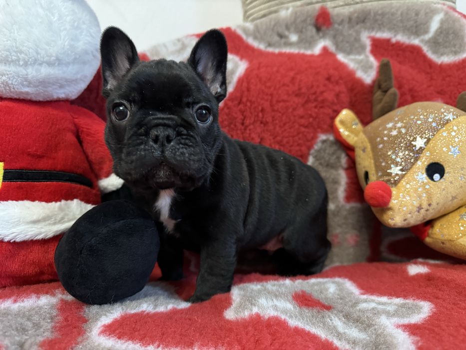 Buldog francuski FCI ZKWP piesek