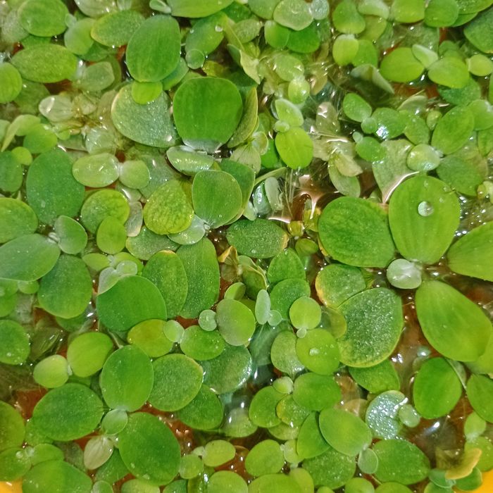 Водоросли аквариумные