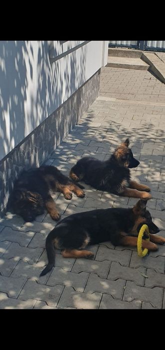Німецькі вівчарки