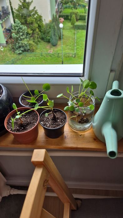 Pilea pieniążek sadzonki w doniczce
