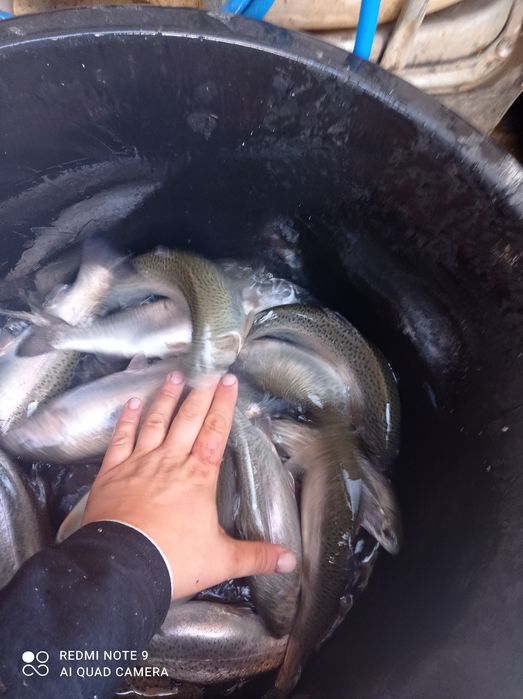 Pstrąg tęczowy narybek. Kroczek