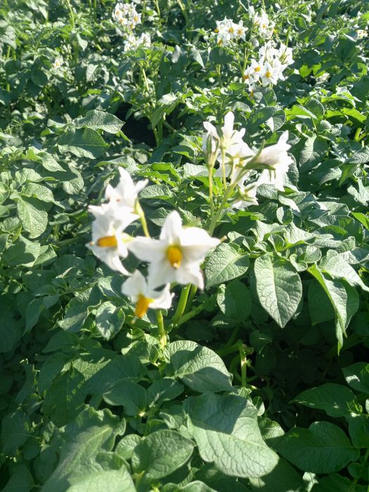 Насіння картоплі