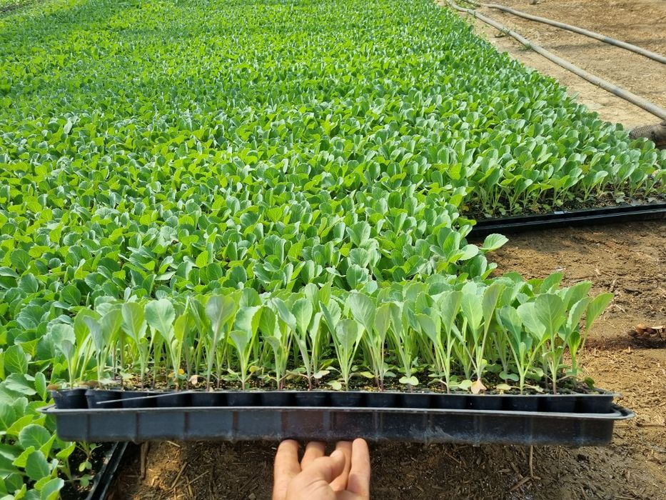 Rozsada Kapusta Ambrosia f1