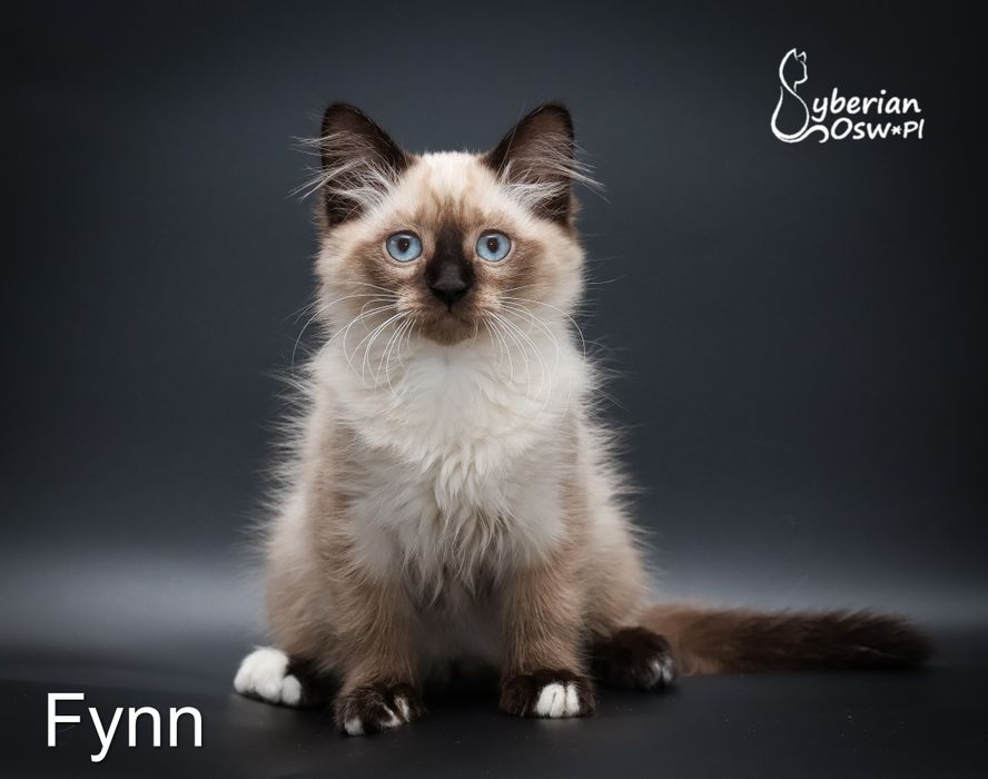 Kocurek Neva Masquarade Fynn