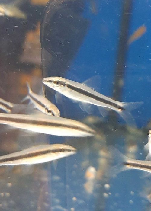 Grubowar Syjamski- Kosiarka w Pawik.pl Sklep Zoologiczny Strzyżów