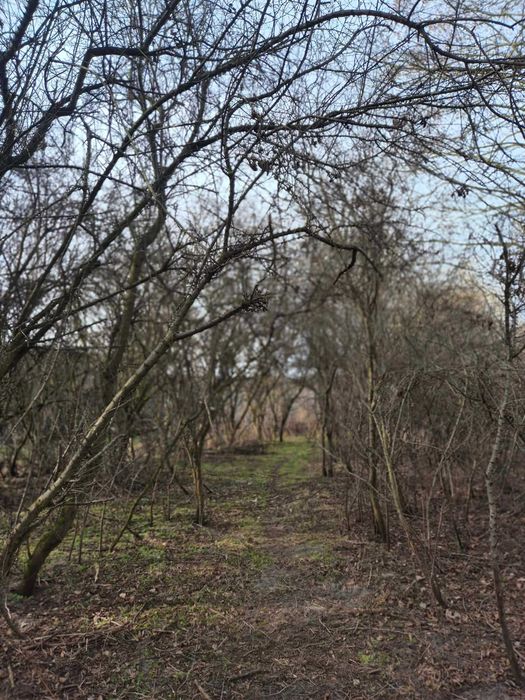 Wynajmę Działka rolna 59ar 7km od Opola - Falmirowice, niedaleko woda, prąd - Widok 2