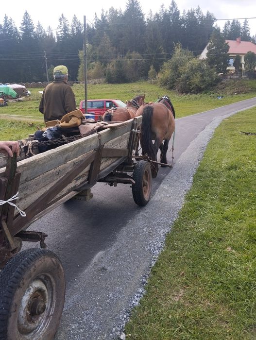 Witam sprzedam ładną klacz zimnokrwistą