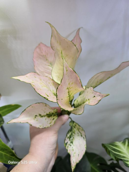 Aglaonema Rosy Rosy