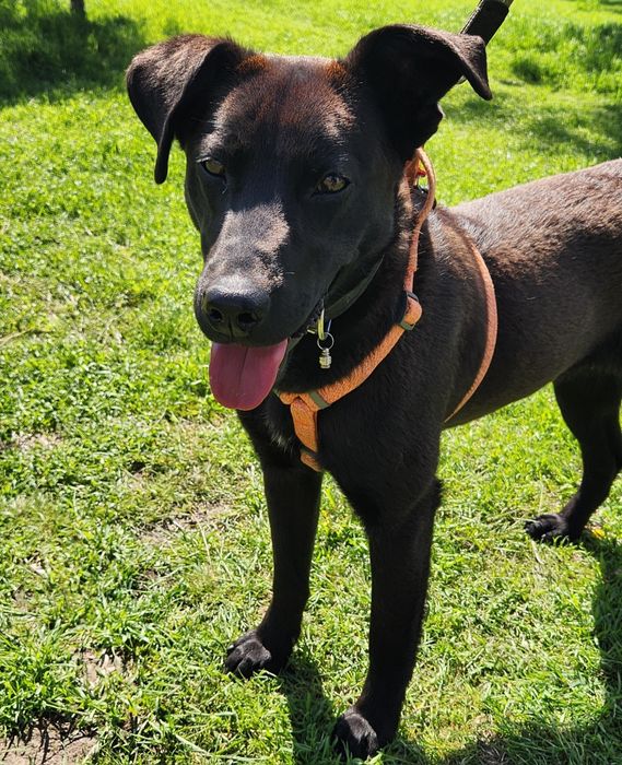 Метис лабрадора 10месяцев, девочка