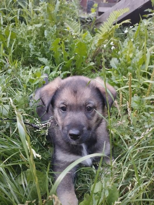 Бесплатно отдам щенка в хорошие руки Ромны