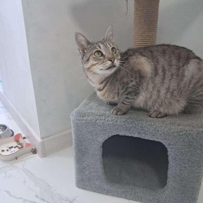 Котик шукає сім'ю