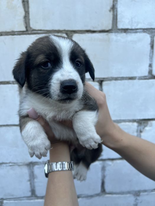 Віддан з хороші руки цуцунят