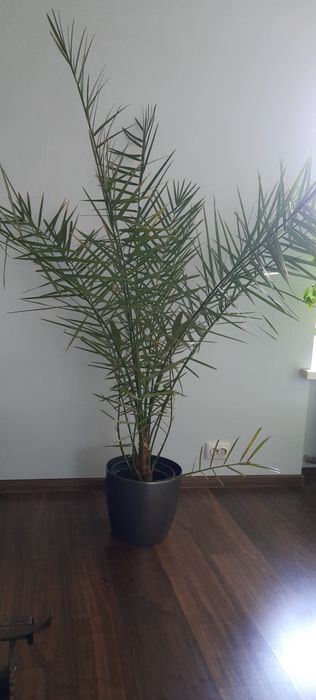 Кімнатні квіти великий вибір