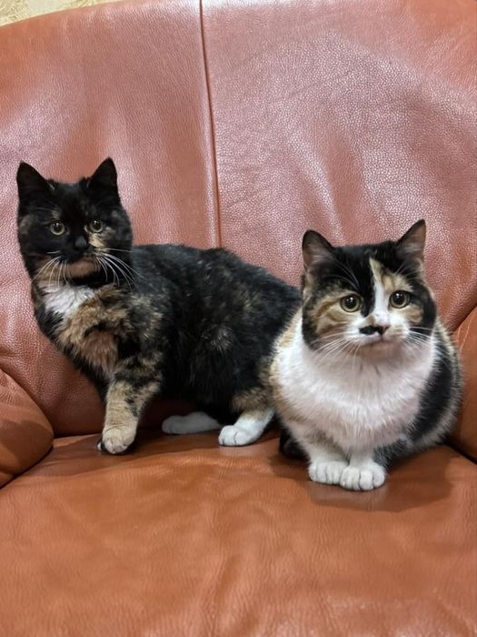 Кошенята в добрі руки