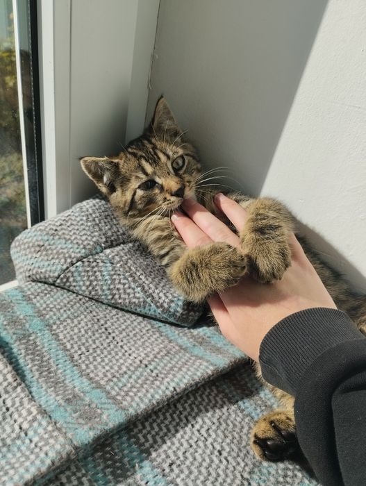 Два хлопчика в добрі руки