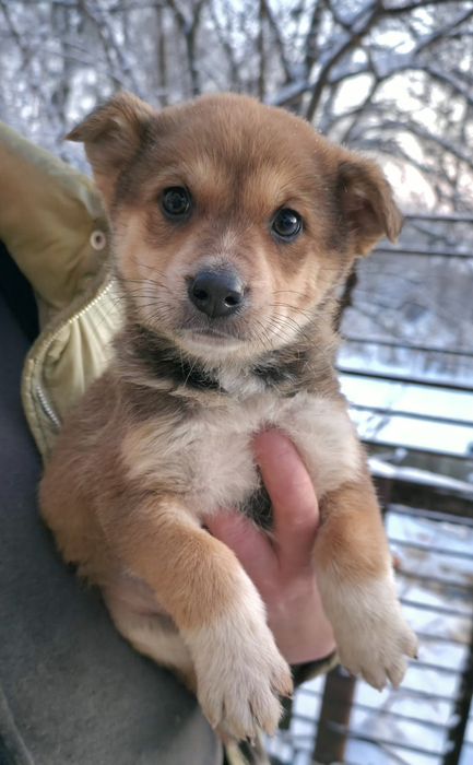 -ро щенят від мамки овчарки2