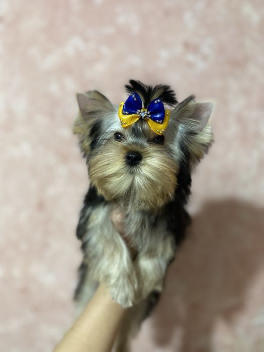 Дівчинка красуня