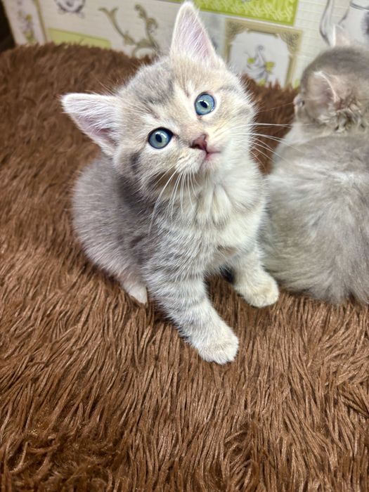 Шотланские детки шиншиллы