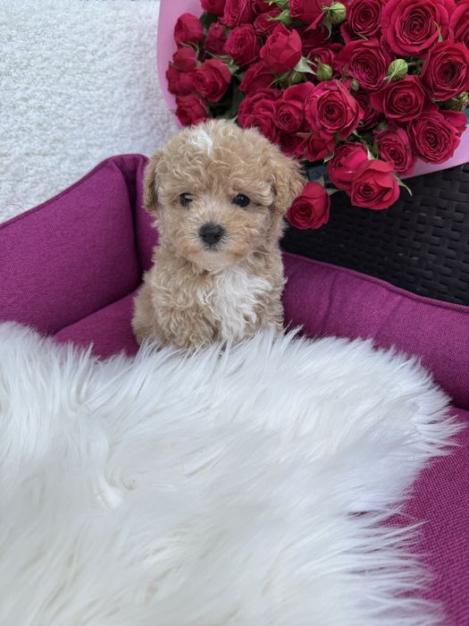 Карамельні мальтипушки