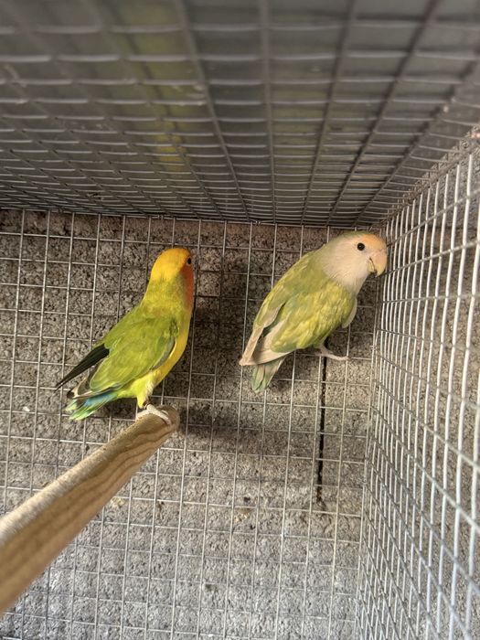 Casal adulto Agapornis Roseicollis