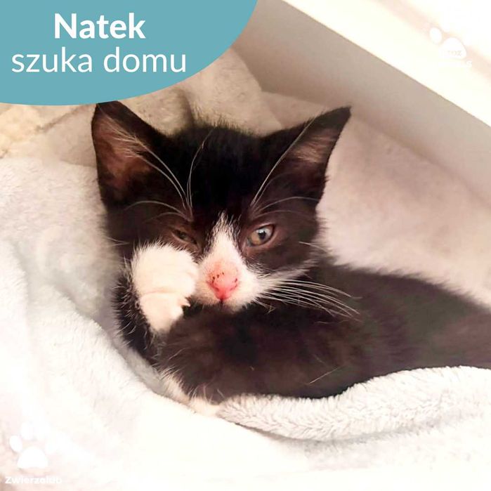 Młody kocurek do adopcji! Poznaj Natka!