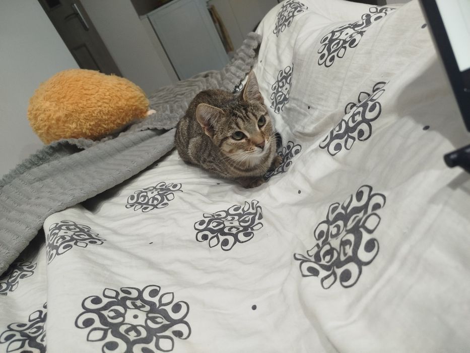 Urocza kotka do adopcji