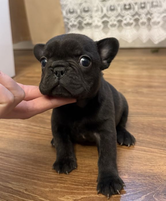 Piesek buldog francuski marengo