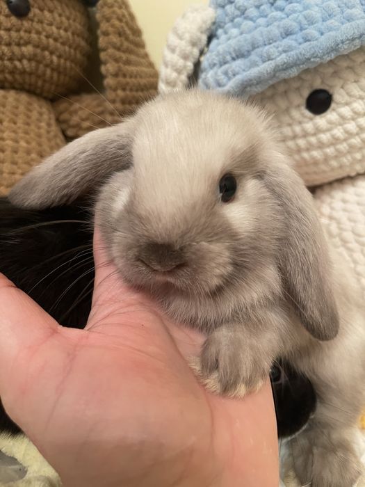 Кролик Тедді, висловухий кролик, МиниЛоп з вакцинацією