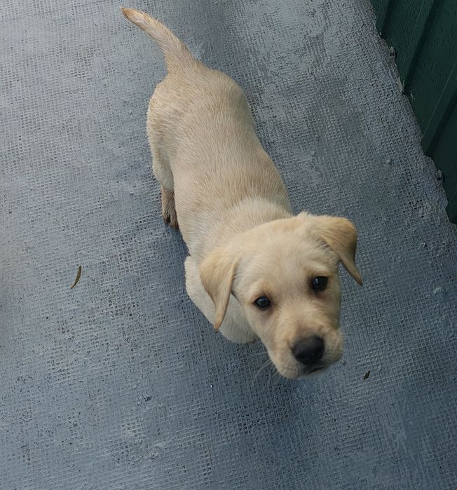 Labrador fêmea pura