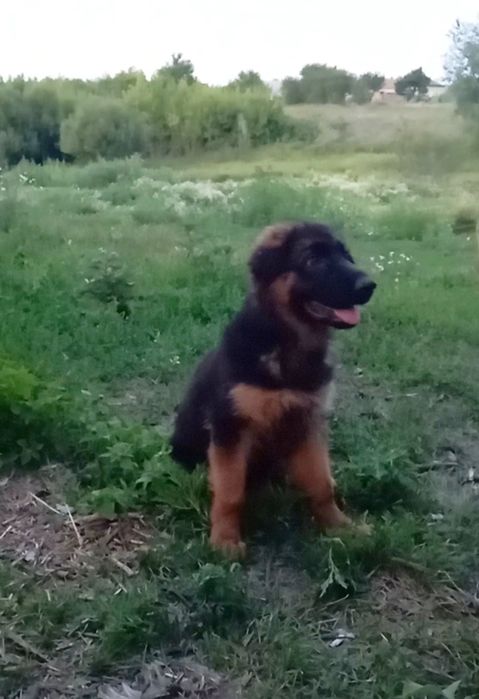 Роскошный щенок ,длинника девочка.