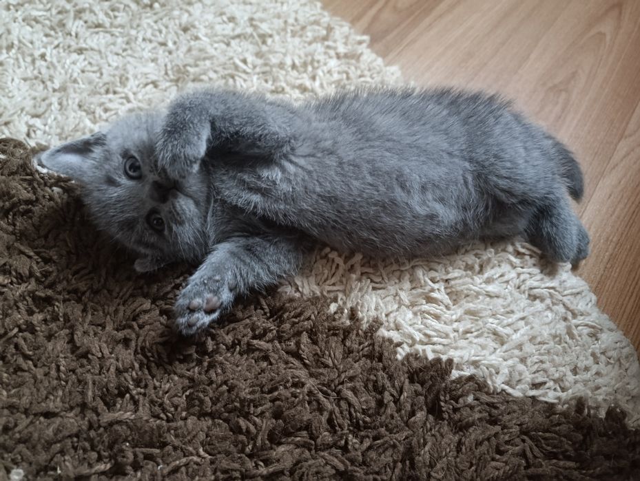 Продам котят Шотландских  вислоухих (скоттиш-фолд).