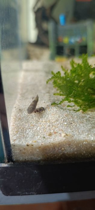 Garra flavatra panda