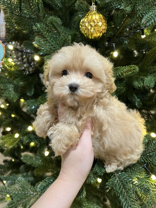 Мальтипу , мальтіпу , міні дівчинка мальтіпу з доставкою