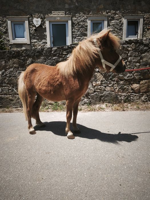 Ponei macho inteiro