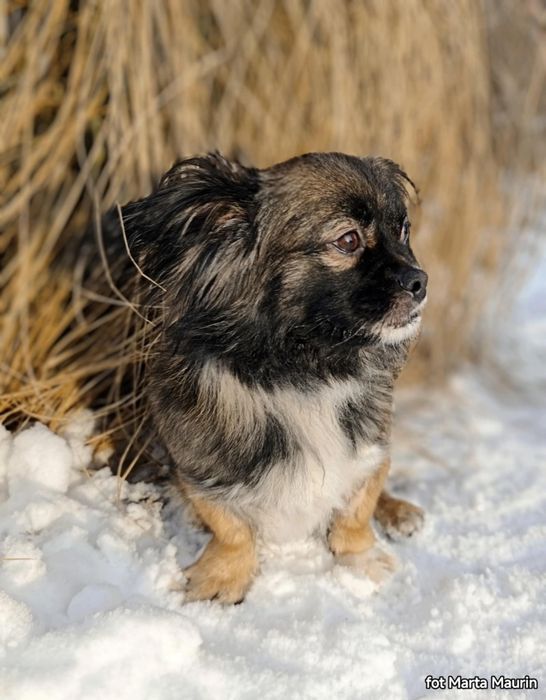 PEKINKA - szuka wyjątkowego Domu