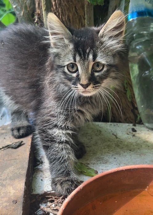 Котик у добрі руки
