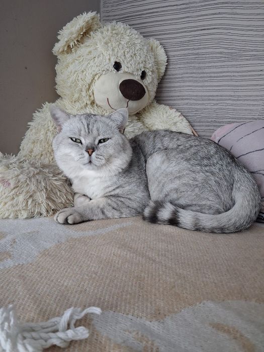 Котик Айко 2 роки