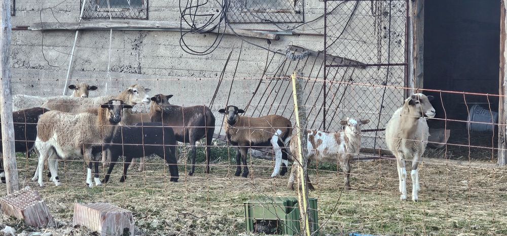 Sprzedam barany owce