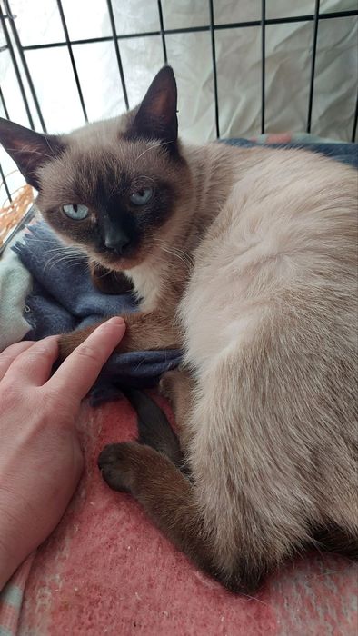 Врятована з вулиці киця, пролікували, стерилізували, розглажуємо)