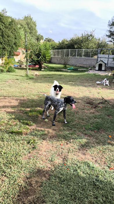 Fêmea Braco Alemão para adopção
